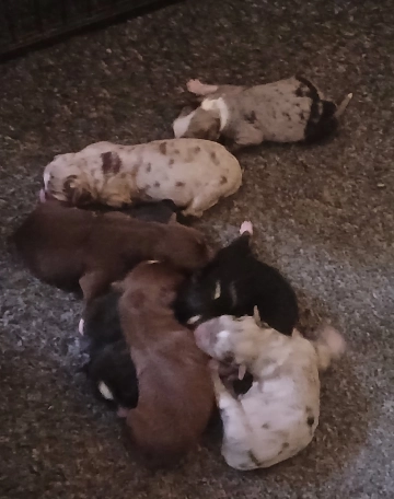 Chiots berger américain miniature disponibles dans le Loiret