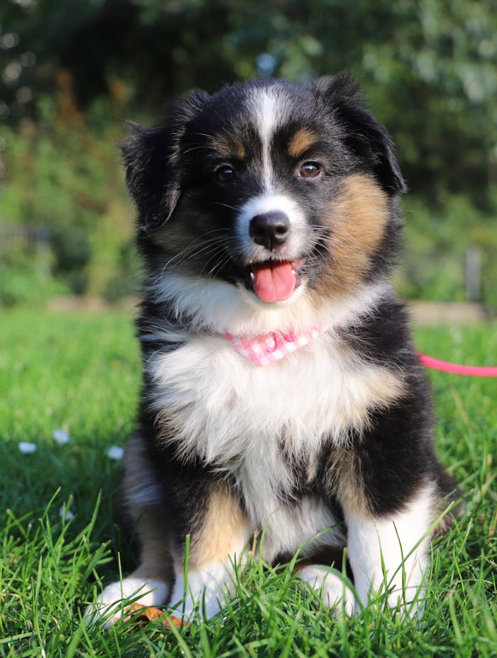 Adorable Australian Shepherd puppy with tongue out sitting on vibrant green grass, looking playful.
